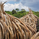 A ranger from the Kenya Wildlife Service guards several pyres of ivory in Nairobi National Park, Kenya. (Image via Associated Press)